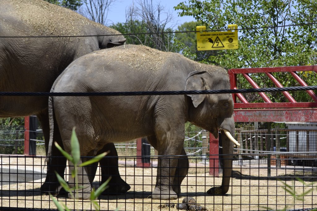 Diferencias Entre Faunia Y El Zoo De Madrid